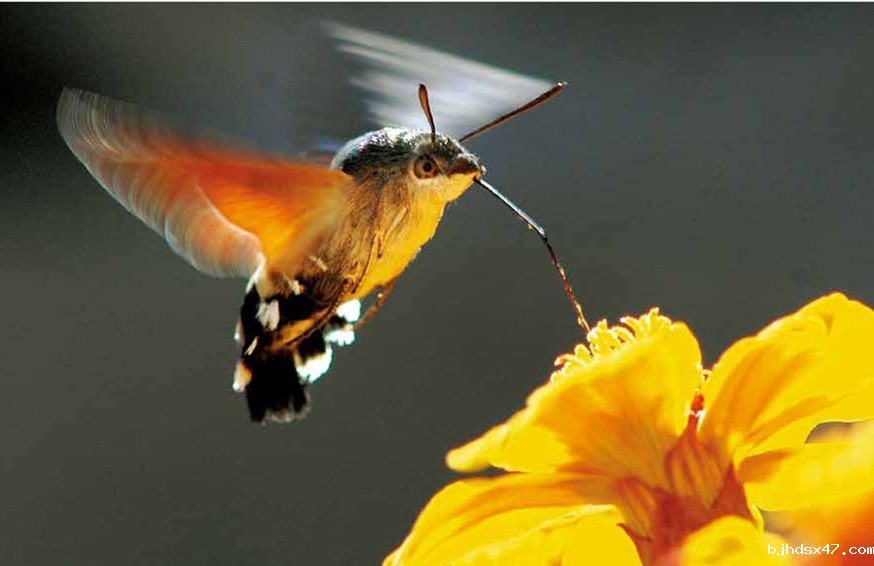 1551769967817562.jpg 文摘3_副本.jpg