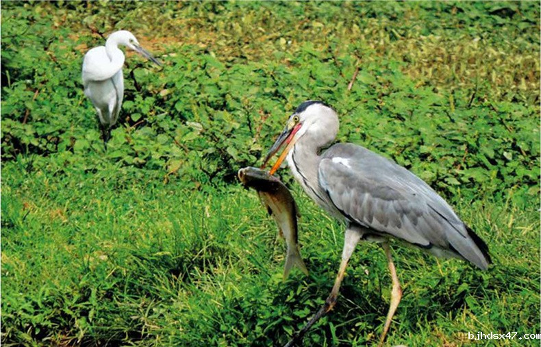 1551769990125979.jpg 文摘7_副本.jpg