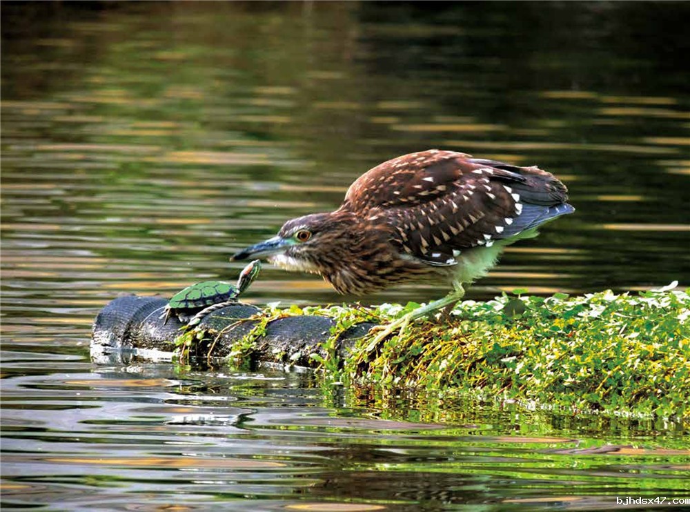 1551770001156660.jpg 文摘8_副本.jpg